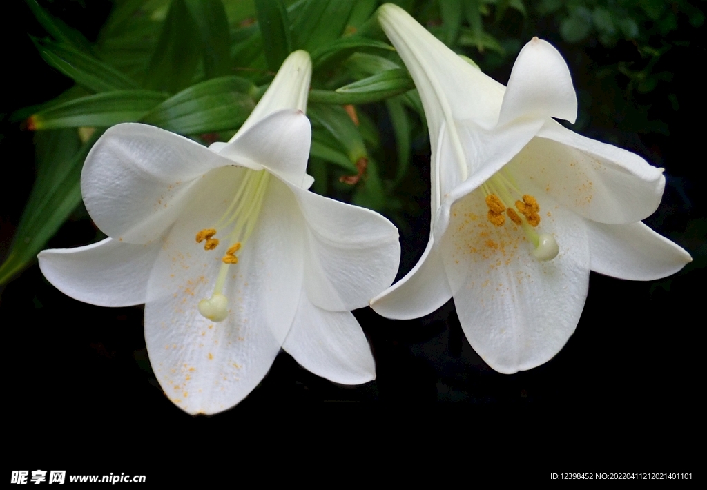 美丽的百合花