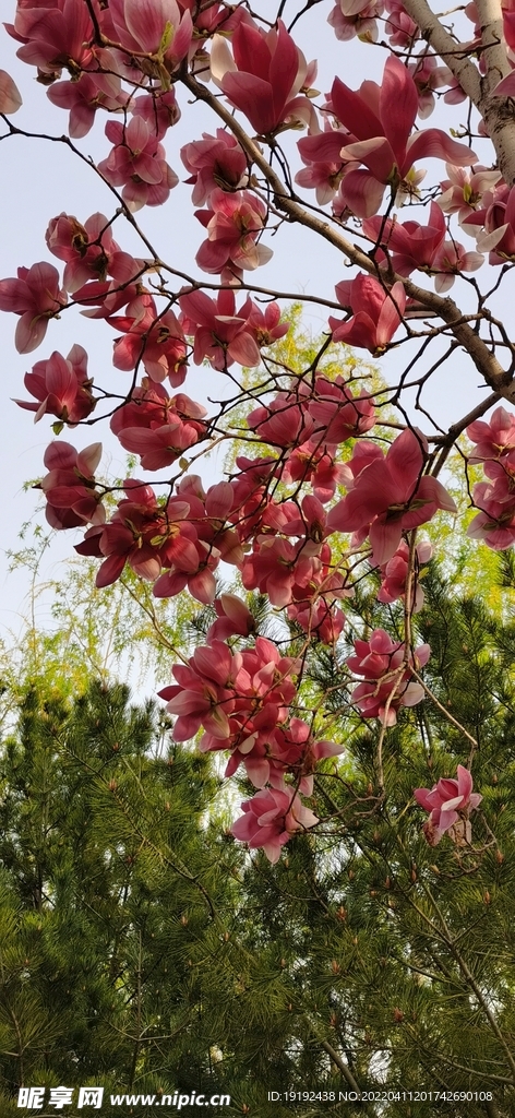 玉兰花 
