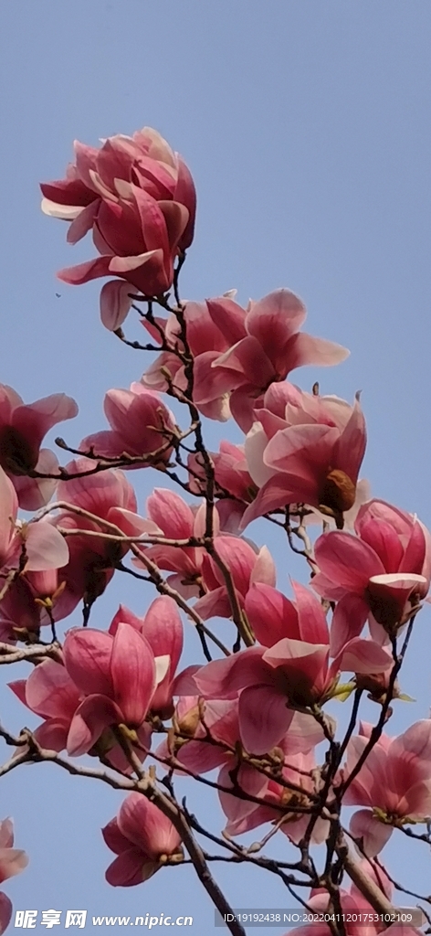 玉兰花 