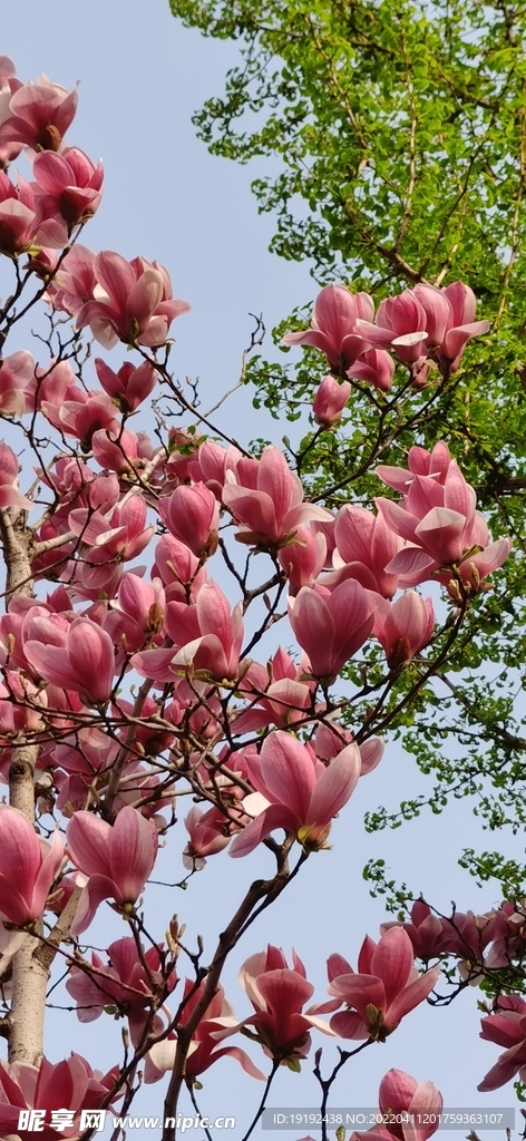 玉兰花
