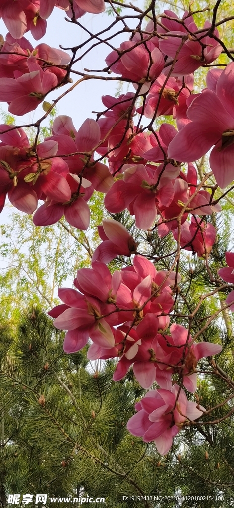 玉兰花