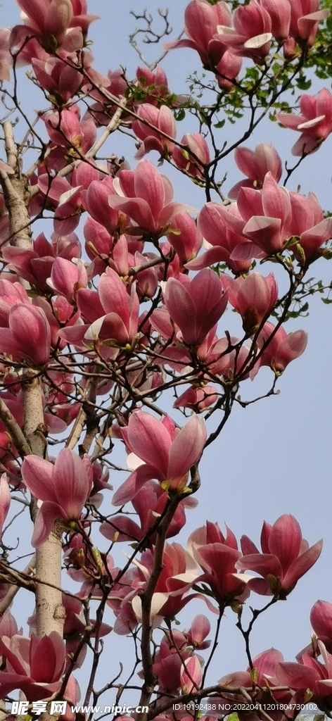 玉兰花