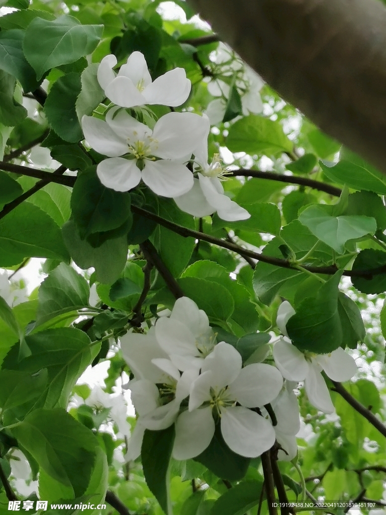 苹果花