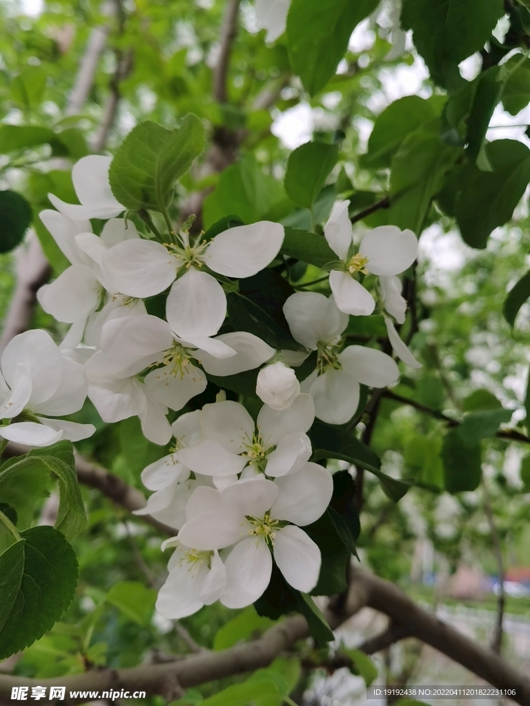 苹果花