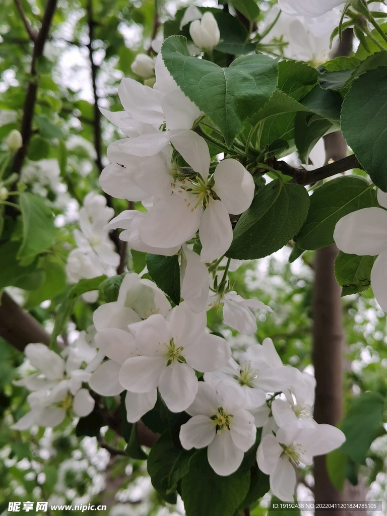 苹果花