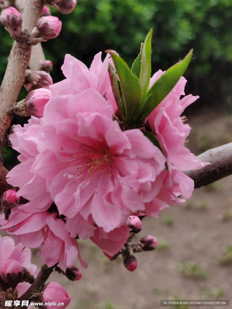 碧桃花 