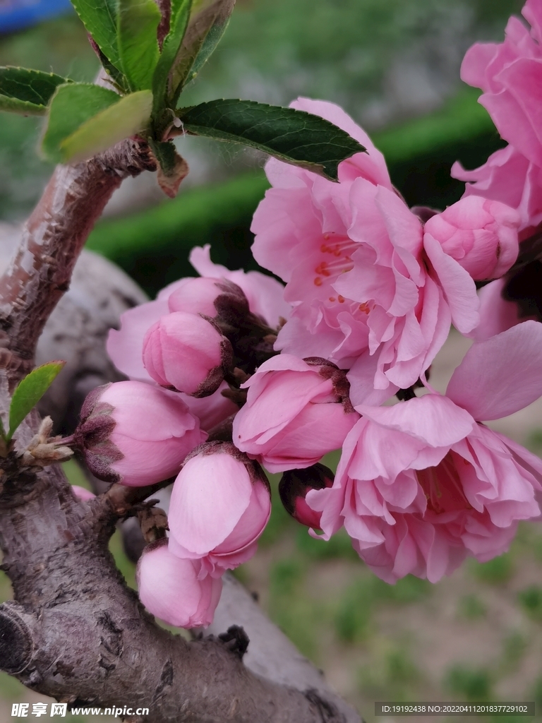 碧桃花