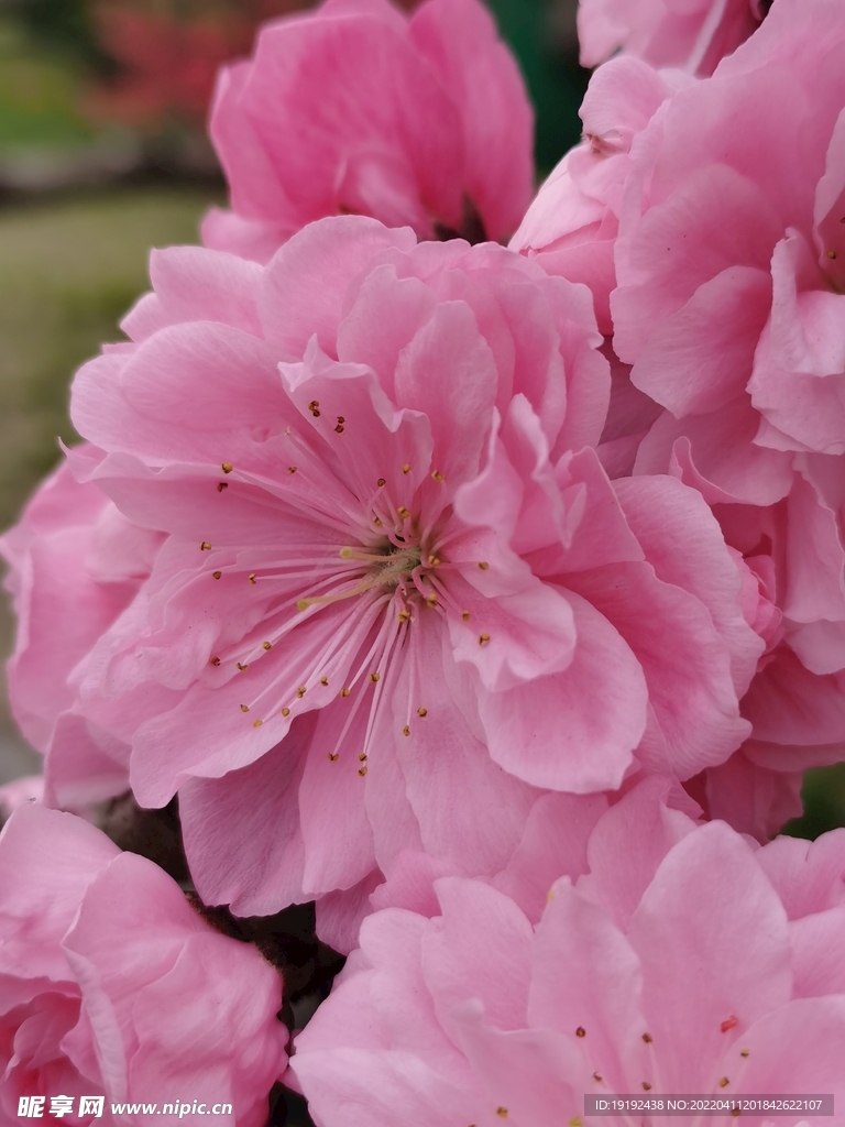碧桃花