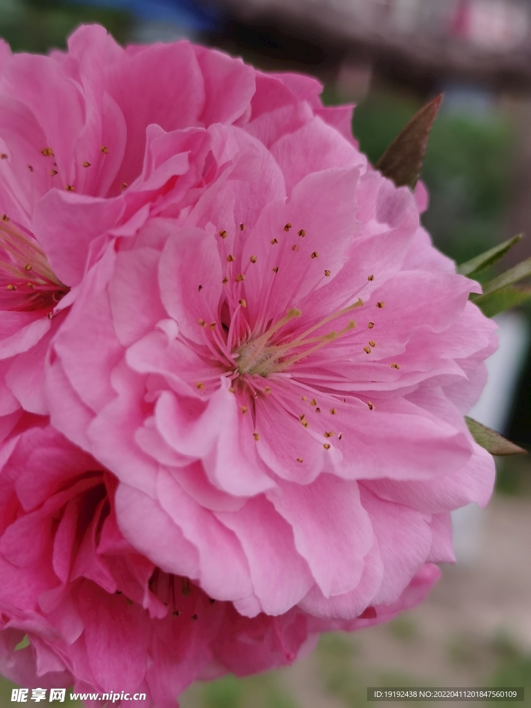 碧桃花