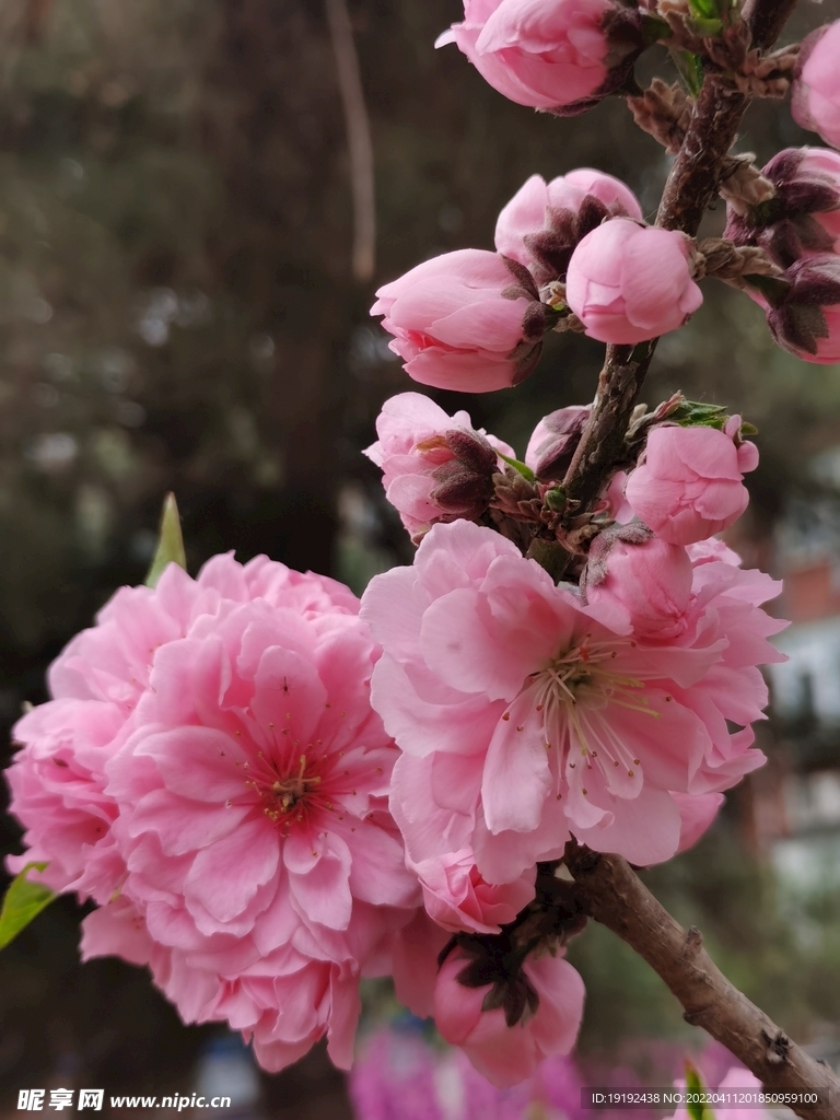 碧桃花 