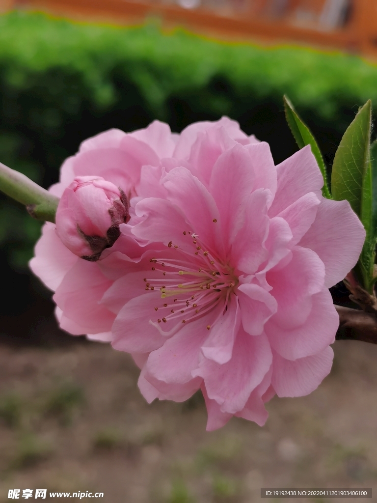 碧桃花 