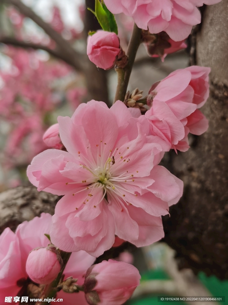 碧桃花 