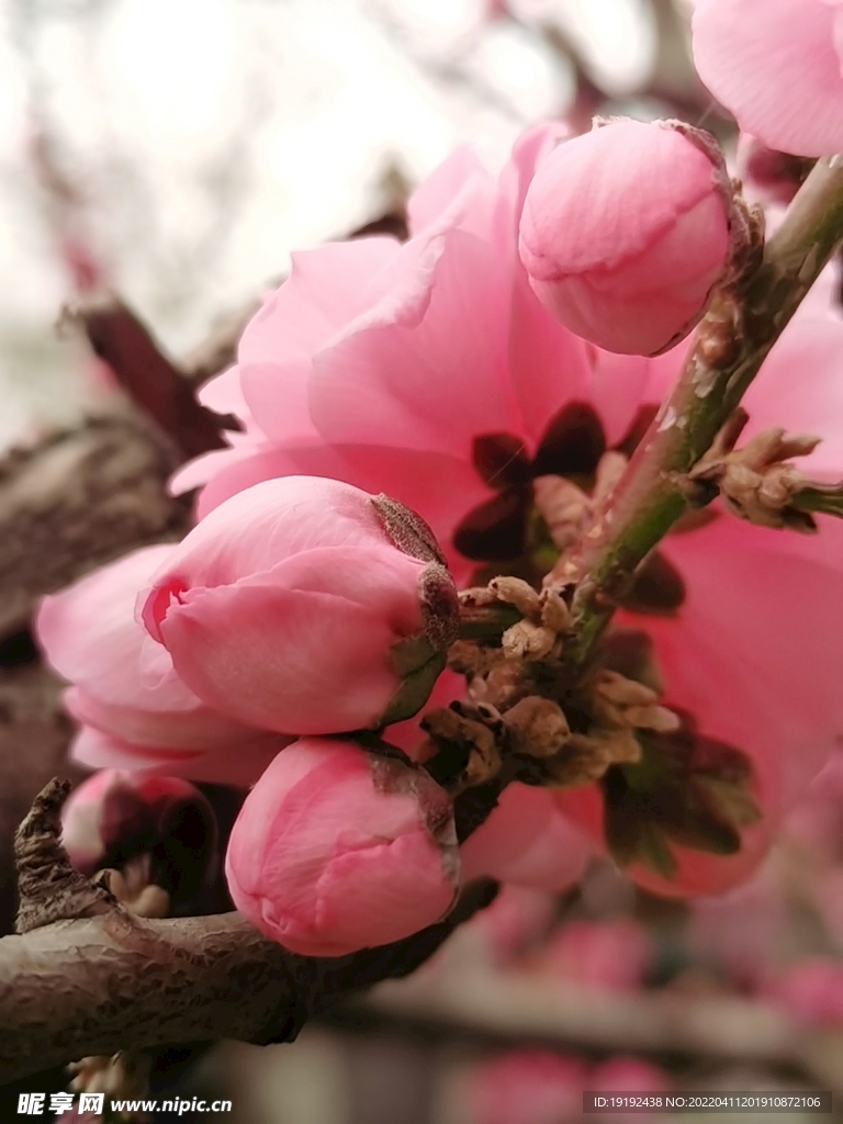 碧桃花