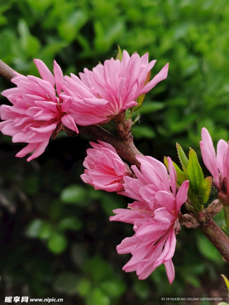 菊花桃 