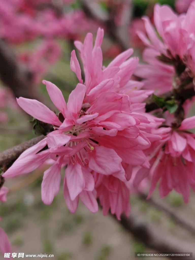菊花桃 