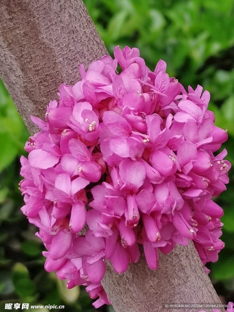 紫荆花