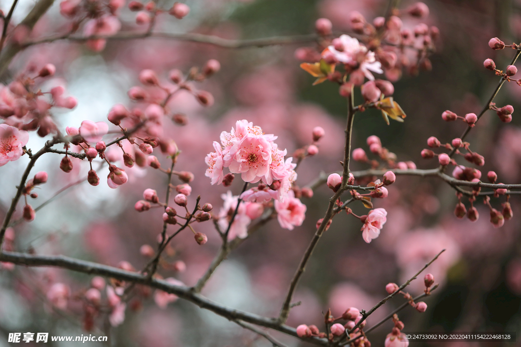 樱花