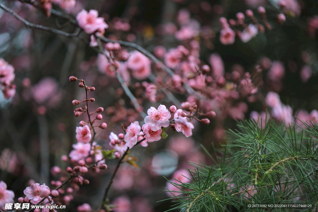 樱花