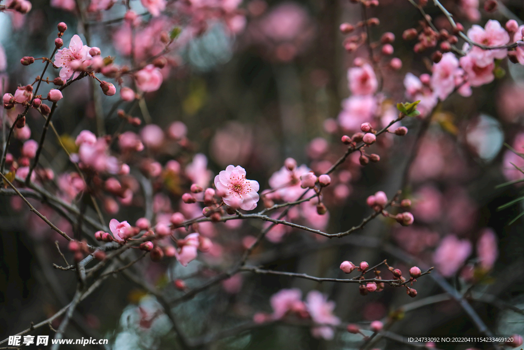 樱花