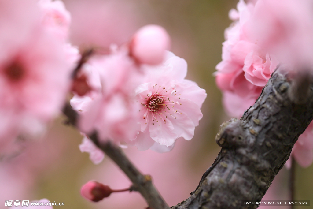 樱花