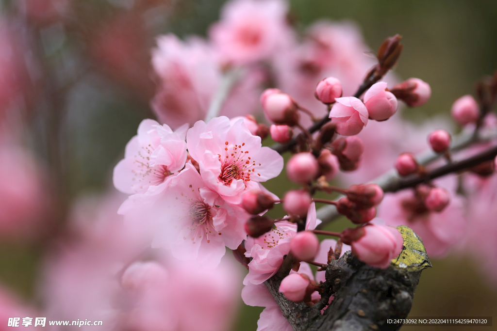 樱花
