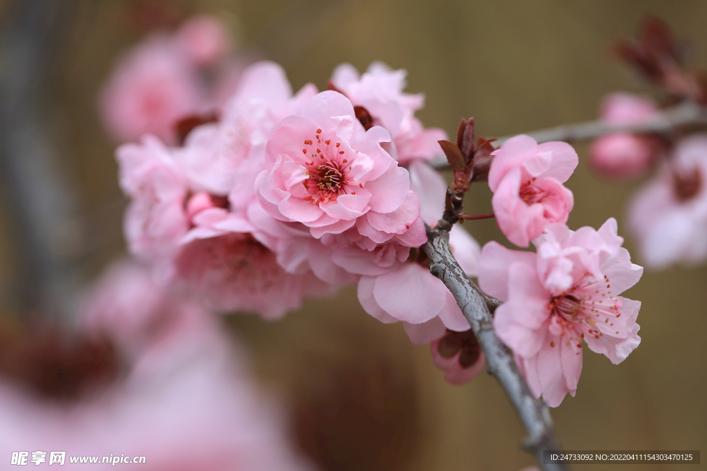 樱花