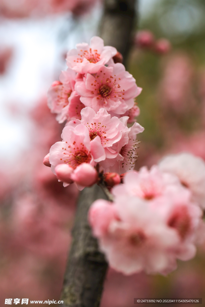 樱花