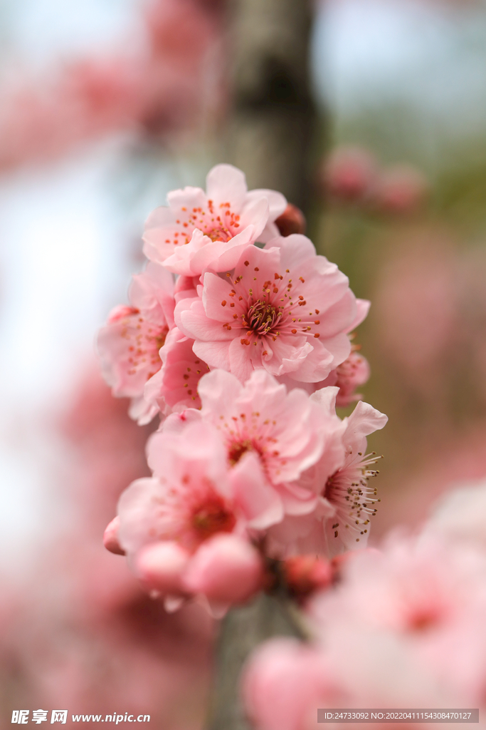 樱花