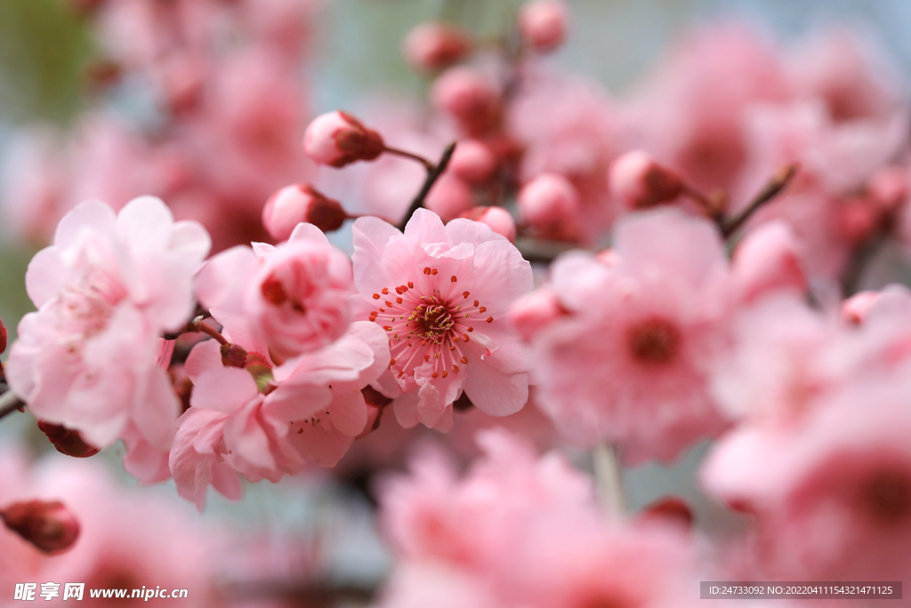 樱花