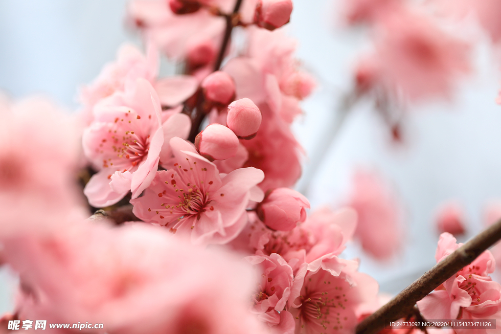 樱花