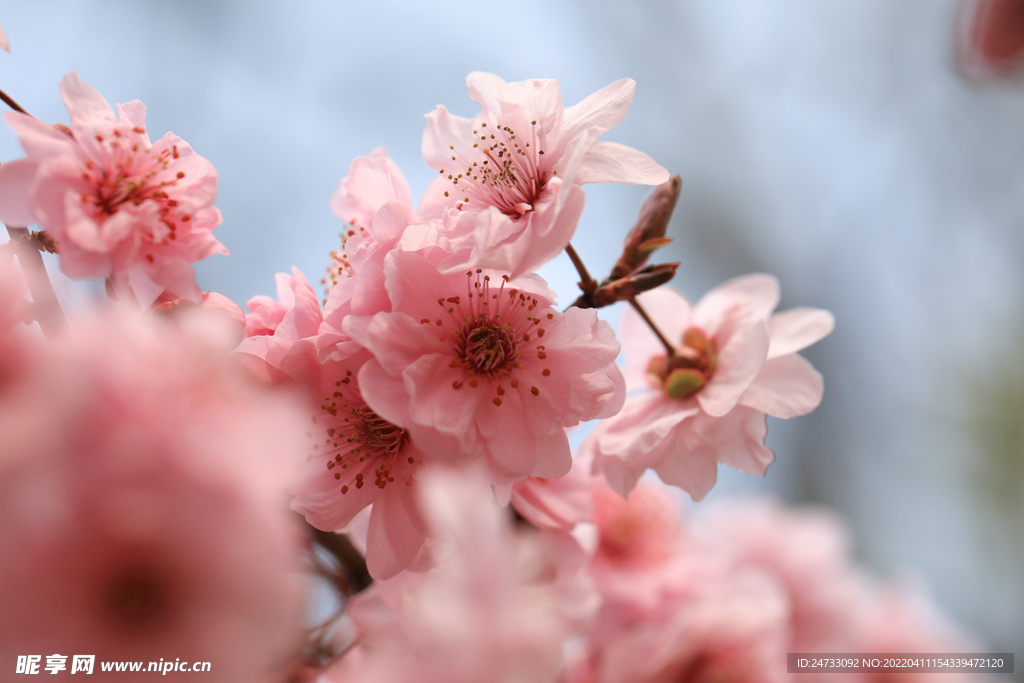 樱花