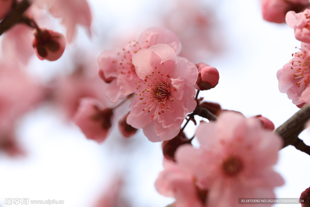 樱花