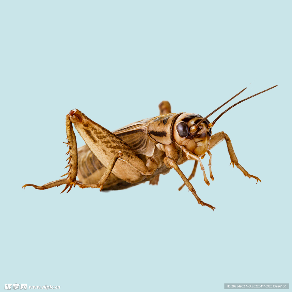 蟋蟀科 Gryllidae – 积分昆虫学标本照片库