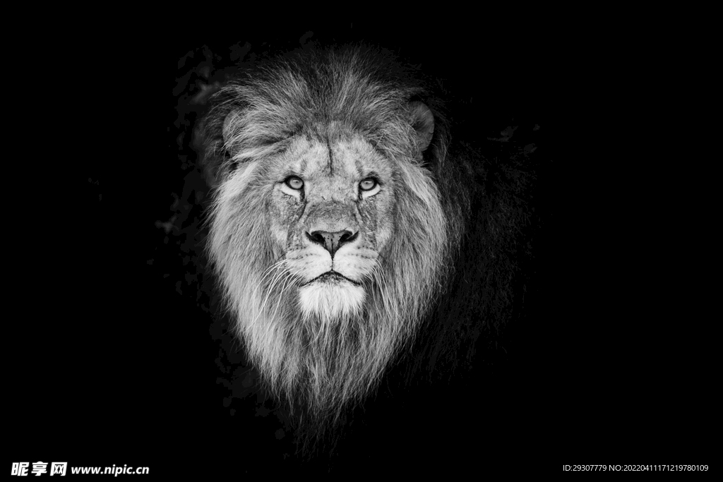 狮子