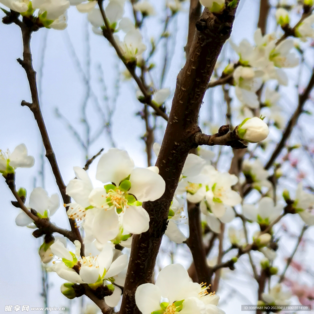 花