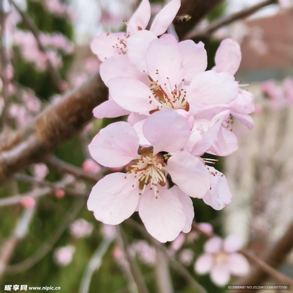 花
