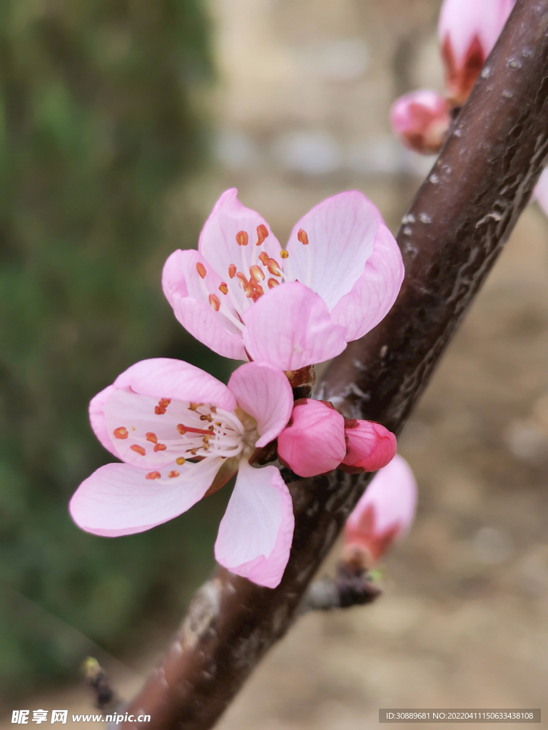 花