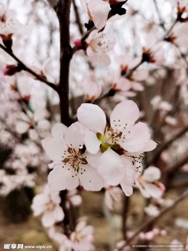 花