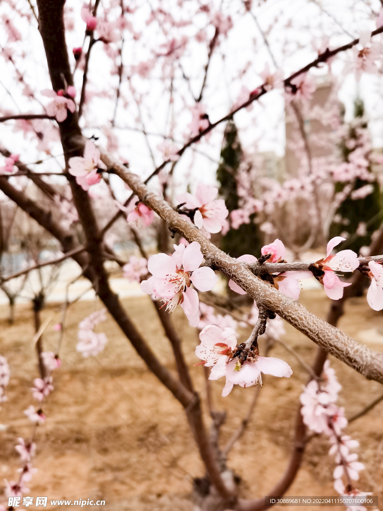 花