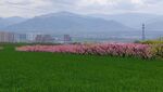 田野美景