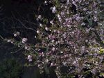 夜晚的花