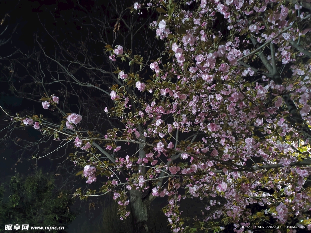 夜晚的花