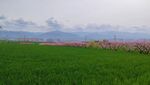 春天的原野