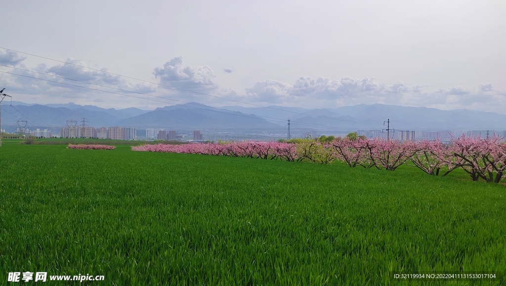 春天的原野