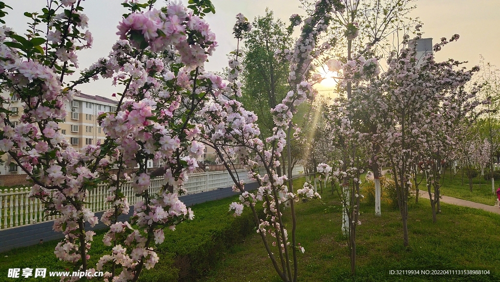 海棠花开