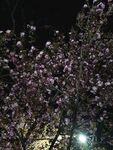 夜晚的花