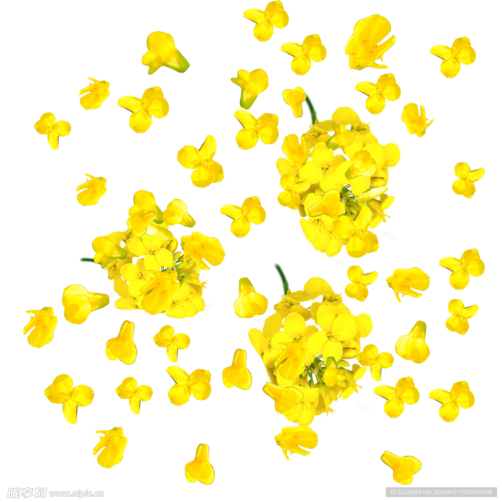 油菜花 花瓣