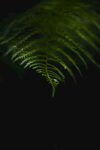 植物 树叶 绿色
