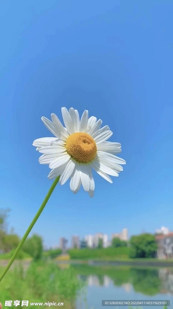 蓝天花朵背景