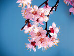 桃花 